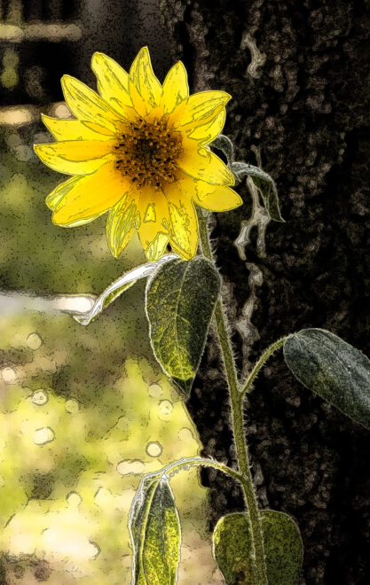 Nadchodzi Dzień Babci i Dzień Dziadka
